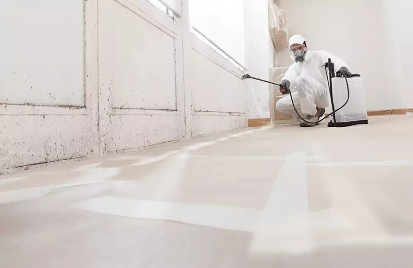 Mold inspection Lufkin TX